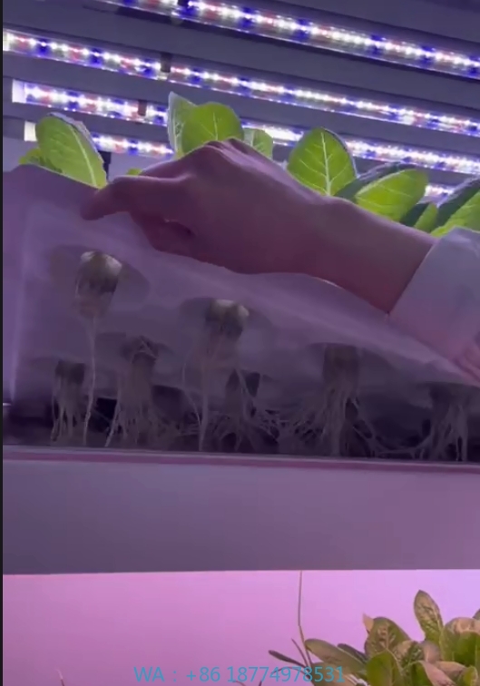 Agriculture Farming System - f Greenhouse Agricultural Equipment Grow Mushroom