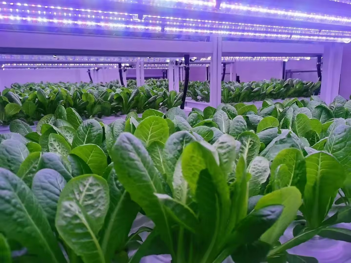 f Greenhouse Agricultural Equi - Agriculture Farming System ulasan dan harga