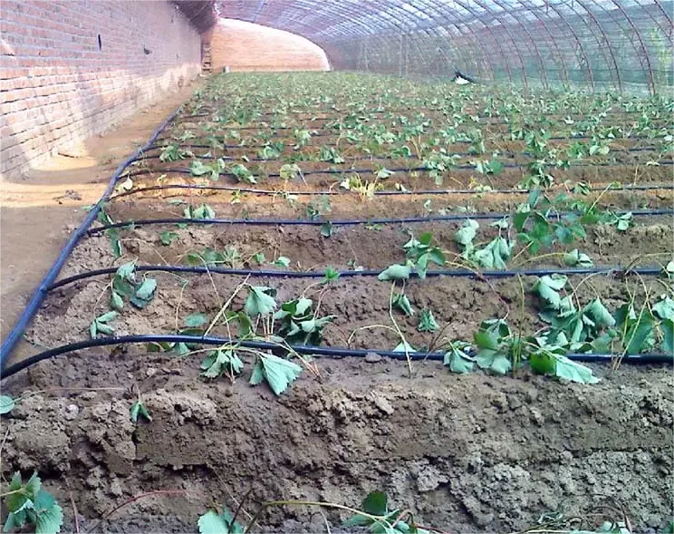 1HA Irrigation Kit Agricultura - Agriculture Farming System ulasan dan harga